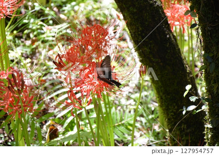 彼岸花と黒い蝶 127954757