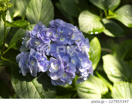 八重咲きに咲いた紫色の紫陽花 127955347