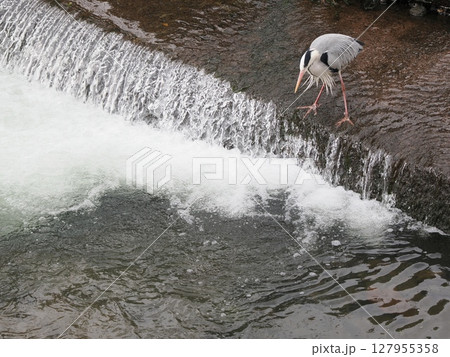 白流の狩座 ― 滝を見下ろす沈黙の眼差し 127955358