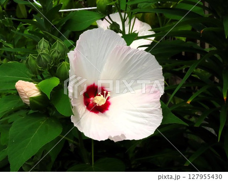 初夏の壇の花：酔芙蓉：すいふよう:ウスピンク色 127955430