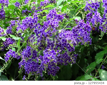 花壇の木の花:初夏の花:ジュランタの花:庭の木 花壇の木の花:初夏の花:ジュランタの花:庭の木 127955434