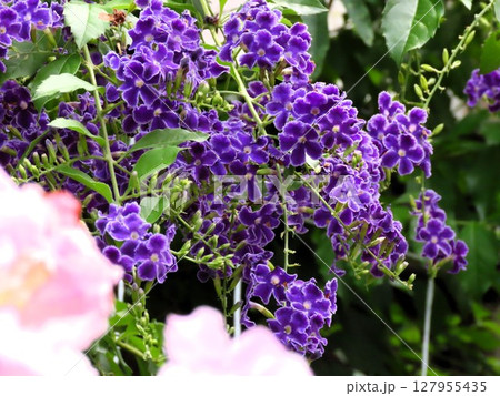 花壇の木の花:初夏の花:ジュランタの花:庭の木 花壇の木の花:初夏の花:ジュランタの花:庭の木 127955435