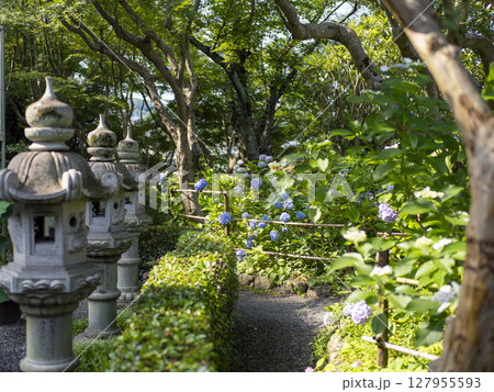 寺院の石灯籠と紫陽花 寺院の石灯籠と紫陽花 127955593