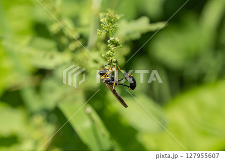 アメリカジガバチ 127955607