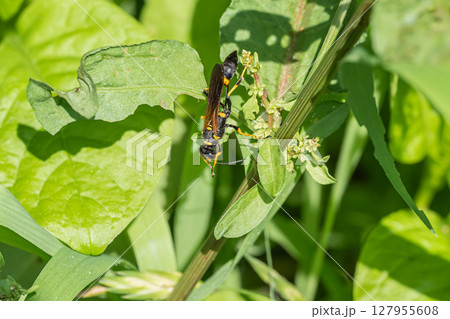 アメリカジガバチ 127955608
