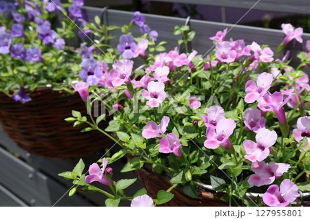 ハンギングのスーパートレニアブルーとピンクの小花 127955801