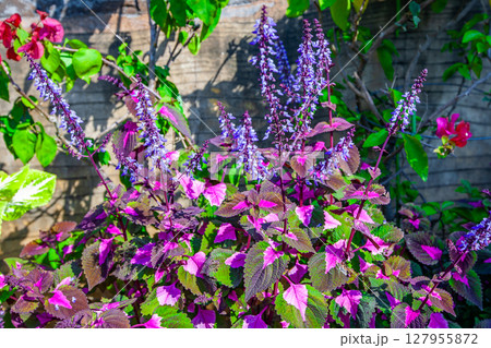 コリウス 127955872