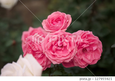 ピンクのバラ ピンクのバラ 127955921