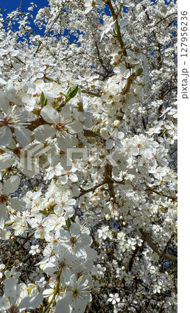 Cherry Blossom Tree in Full Bloom Against Blue Sky. 127956236
