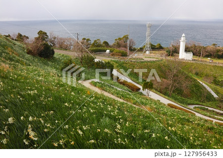 越前岬灯台と水仙の大群生/越前岬水仙ランド/越前加賀海岸国定公園 127956433