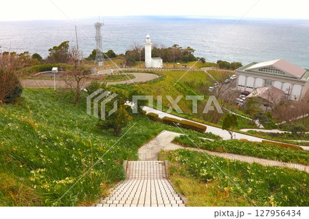 越前岬灯台と水仙の大群生/越前岬水仙ランド/越前加賀海岸国定公園 127956434