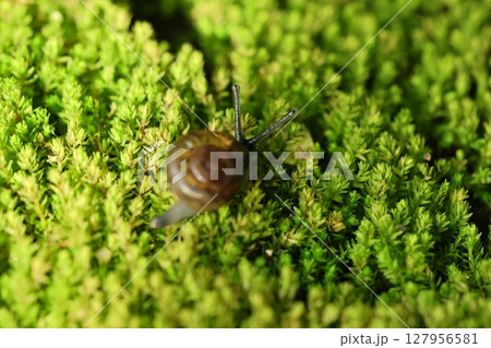 A snail is crawling on the green fern-covered ground. 127956581
