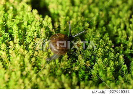 A snail is crawling on the green fern-covered ground. A snail is crawling on the green fern-covered ground. 127956582