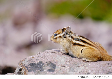 北海道のエゾシマリス 127956592