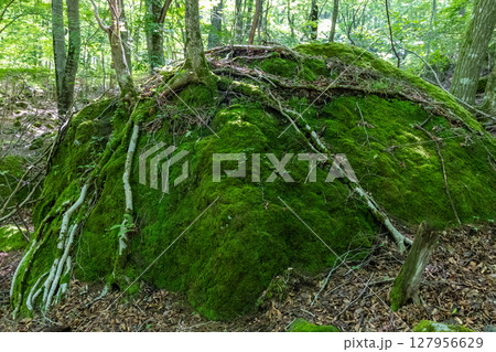 苔と木が紡ぐ命の造形 ― 長者原の森に息づく初夏の静寂 127956629