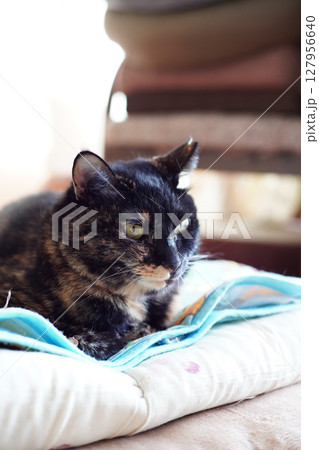 屋内でリラックスしているトーティシェルの猫 127956640
