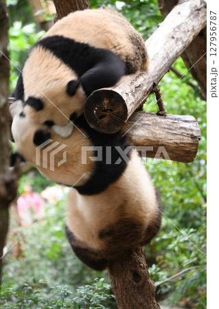 高所の丸太で遊ぶジャイアントパンダ 高所の丸太で遊ぶジャイアントパンダ 127956787