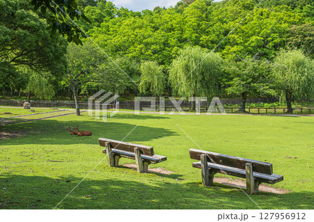 奈良公園 荒池園地 奈良公園 荒池園地 127956912