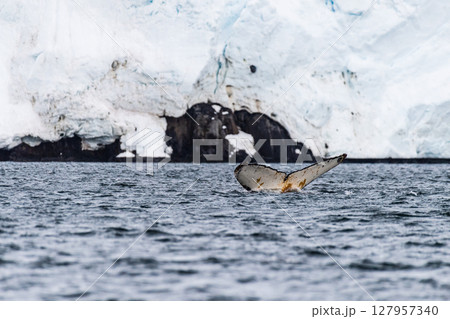 Tail of a humpback whale in the Antarctic Tail of a humpback whale in the Antarctic 127957340