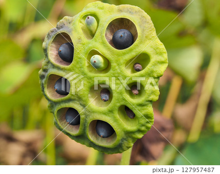 ユニークな形状の蓮の実と種子 127957487
