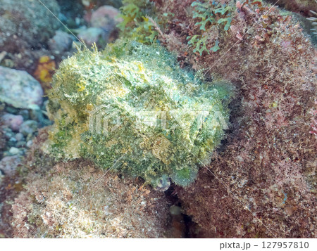 サツマカサゴ（フサカサゴ科）ヒリゾ浜中木南伊豆町伊豆半島静岡県2024 127957810