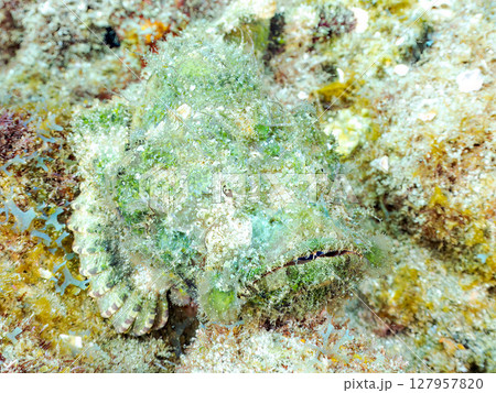 サツマカサゴ（フサカサゴ科）ヒリゾ浜中木南伊豆町伊豆半島静岡県2024 127957820