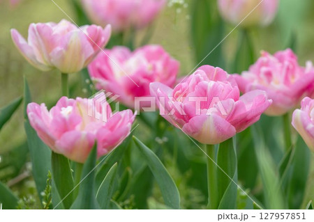 家の周りの草花　四季の色々　農業公園の花畑に美しい色とりどりのチュリップの花が咲きました 127957851