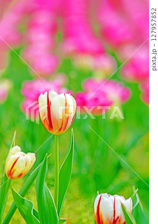 家の周りの草花 四季の色々 農業公園の花畑に美しい色とりどりのチュリップの花が咲きました 家の周りの草花 四季の色々 農業公園の花畑に美しい色とりどりのチュリップの花が咲きました 127957852