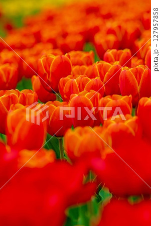 家の周りの草花　四季の色々　農業公園の花畑に美しい色とりどりのチュリップの花が咲きました 127957858