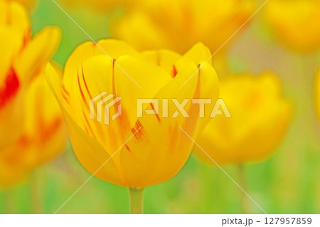 家の周りの草花 四季の色々 農業公園の花畑に美しい色とりどりのチュリップの花が咲きました 家の周りの草花 四季の色々 農業公園の花畑に美しい色とりどりのチュリップの花が咲きました 127957859