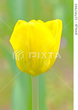 家の周りの草花 四季の色々 農業公園の花畑に美しい色とりどりのチュリップの花が咲きました 家の周りの草花 四季の色々 農業公園の花畑に美しい色とりどりのチュリップの花が咲きました 127957883