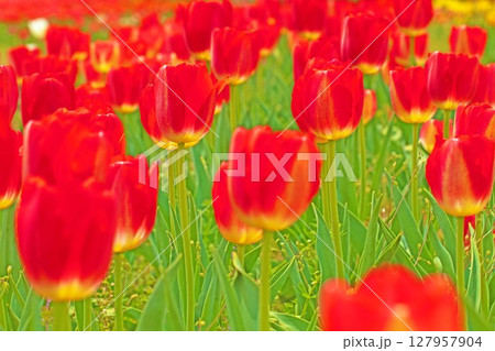 家の周りの草花　四季の色々　農業公園の花畑に美しい色とりどりのチュリップの花が咲きました 127957904