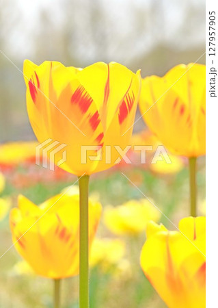 家の周りの草花　四季の色々　農業公園の花畑に美しい色とりどりのチュリップの花が咲きました 127957905