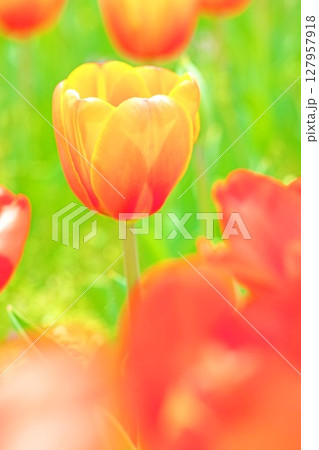 家の周りの草花　四季の色々　農業公園の花畑に美しい色とりどりのチュリップの花が咲きました 127957918