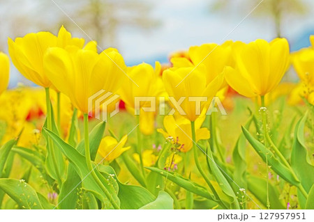 家の周りの草花　四季の色々　農業公園の花畑に美しい色とりどりのチューリップの花が咲きました 127957951