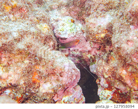 美しいニセモチノウオ（ベラ科）の幼魚の群れ他。 ヒリゾ浜中木南伊豆町伊豆半島静岡県2024 127958094