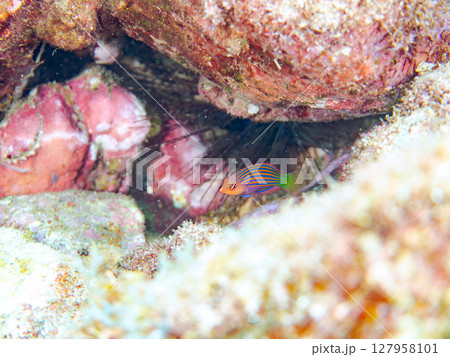 美しいニセモチノウオ(ベラ科)の幼魚の群れ他。 ヒリゾ浜中木南伊豆町伊豆半島静岡県2024 美しいニセモチノウオ(ベラ科)の幼魚の群れ他。 ヒリゾ浜中木南伊豆町伊豆半島静岡県2024 127958101