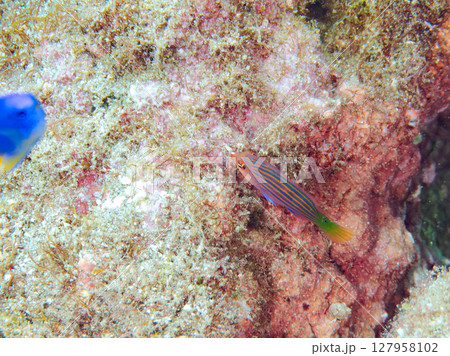 美しいニセモチノウオ（ベラ科）の幼魚の群れ他。 ヒリゾ浜中木南伊豆町伊豆半島静岡県2024 127958102
