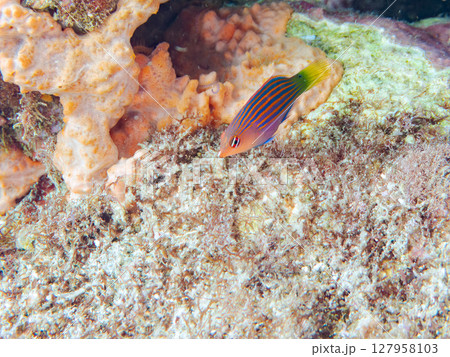 美しいニセモチノウオ（ベラ科）の幼魚の群れ他。 ヒリゾ浜中木南伊豆町伊豆半島静岡県2024 127958103