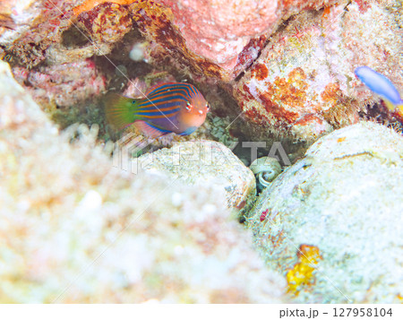 美しいニセモチノウオ（ベラ科）の幼魚の群れ他。 ヒリゾ浜中木南伊豆町伊豆半島静岡県2024 127958104