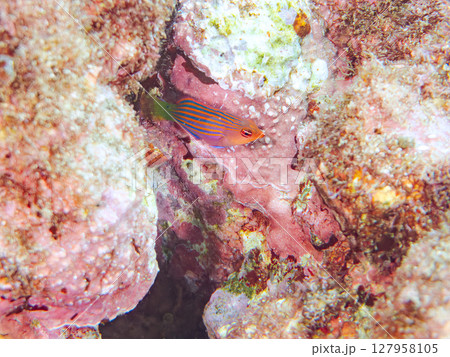 美しいニセモチノウオ(ベラ科)の幼魚の群れ他。 ヒリゾ浜中木南伊豆町伊豆半島静岡県2024 美しいニセモチノウオ(ベラ科)の幼魚の群れ他。 ヒリゾ浜中木南伊豆町伊豆半島静岡県2024 127958105