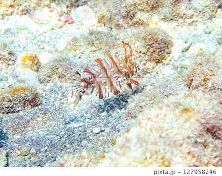 可愛いオビテンスモドキ(ベラ科)の幼魚他。 ヒリゾ浜中木南伊豆町伊豆半島静岡県2024 可愛いオビテンスモドキ(ベラ科)の幼魚他。 ヒリゾ浜中木南伊豆町伊豆半島静岡県2024 127958246