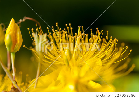 美容柳 美容柳 127958386