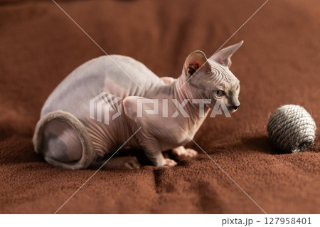 Purebred pedigree hairless domestic pet, kitten of Sphynx breed Purebred pedigree hairless domestic pet, kitten of Sphynx breed 127958401