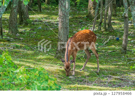 林の中で草を食べる鹿(メス) 奈良公園荒池園地 林の中で草を食べる鹿(メス) 奈良公園荒池園地 127958466