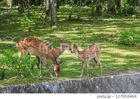 奈良公園の鹿 荒池園地 奈良公園の鹿 荒池園地 127958469