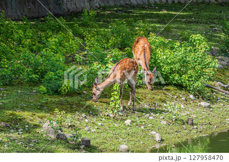 草を食べる鹿 奈良公園荒池園地 草を食べる鹿 奈良公園荒池園地 127958470