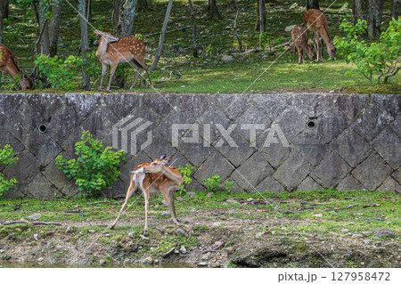 奈良公園の鹿　荒池園地 127958472