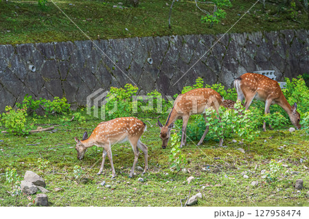 草を食べる鹿 奈良公園荒池園地 草を食べる鹿 奈良公園荒池園地 127958474
