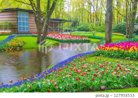 Scenic view of Keukenhof tulip garden in Lisse, Netherlands. Keukenhof is the most beautiful spring garden in the world. Beautiful ornamental garden landscape at Lisse, Netherlands 127958533